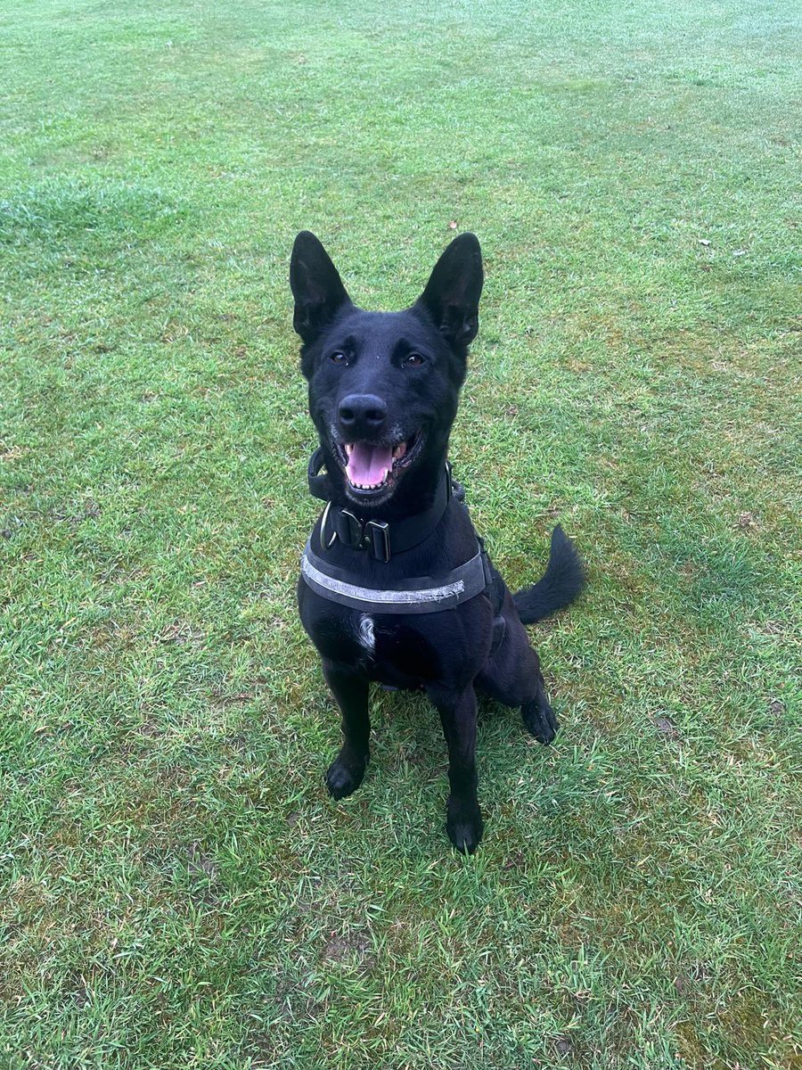 A suspect thought he could evade officers following running off from a stolen car. PD Chaos attended with his handler and soon disproved that theory. Finding him hiding during a search. Good boy!!