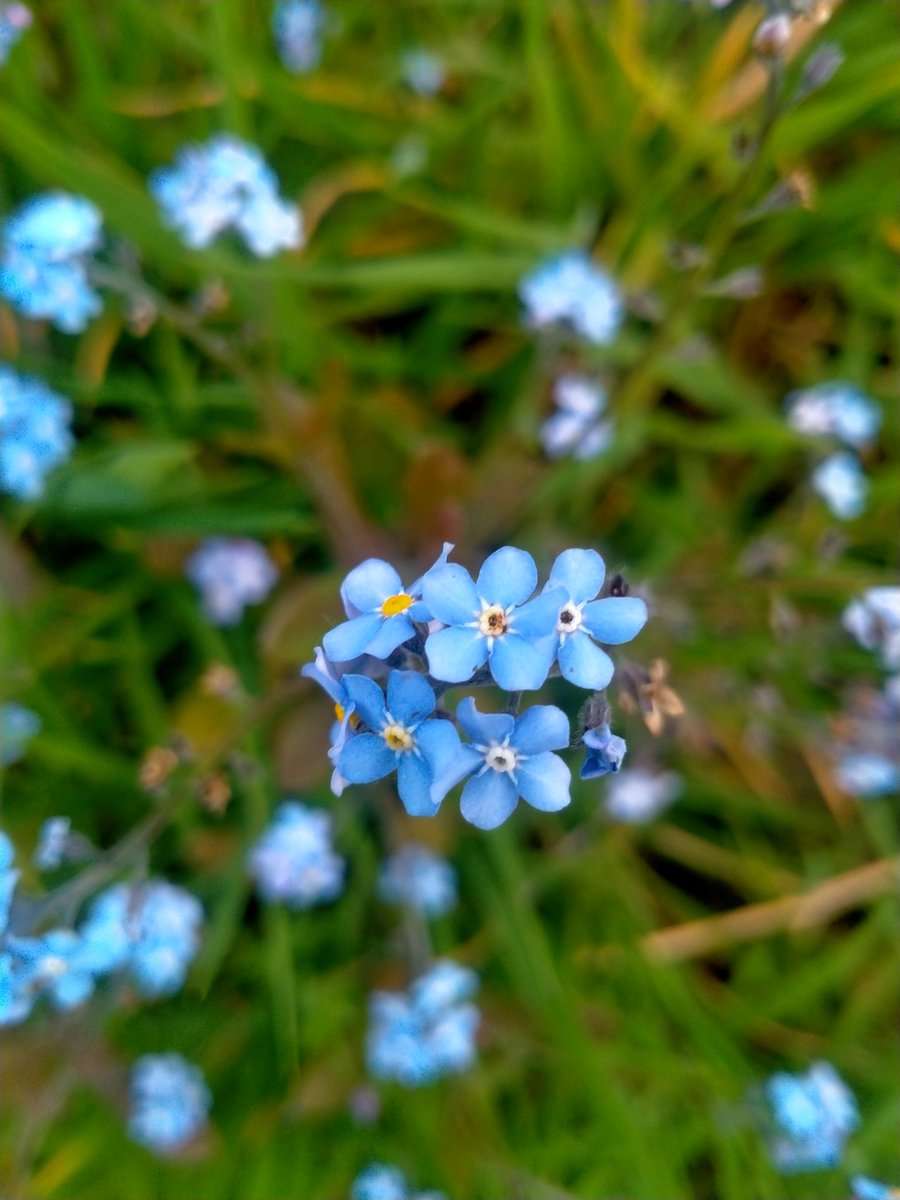 Forget me not 🩵 Happy Friday! #fridaymorning