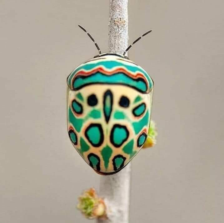 Suleyman Ahmed Khan tweet media