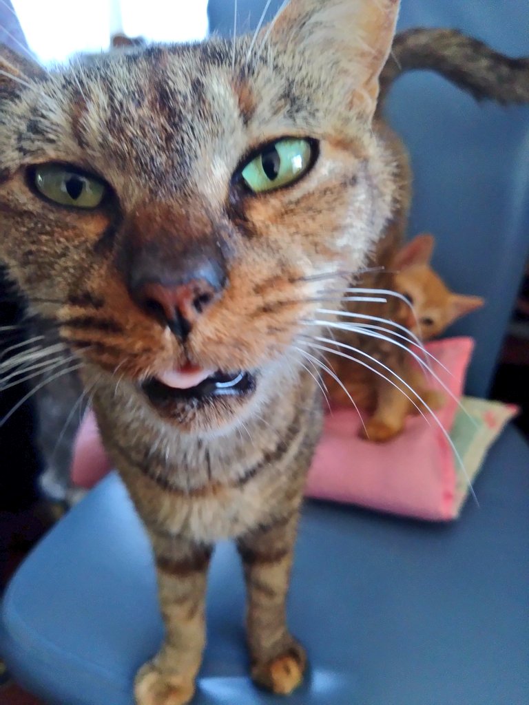 6579artless's tweet photo. 実家の猫様たち…(*ΦωΦ)ｱﾊｧ…♥ https://t.co/rDaUs5SmsA