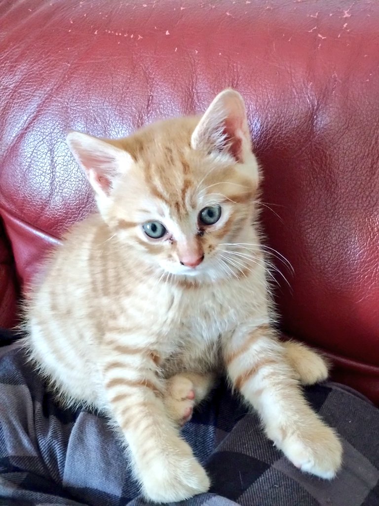 6579artless's tweet photo. 実家の猫様たち…(*ΦωΦ)ｱﾊｧ…♥ https://t.co/rDaUs5SmsA
