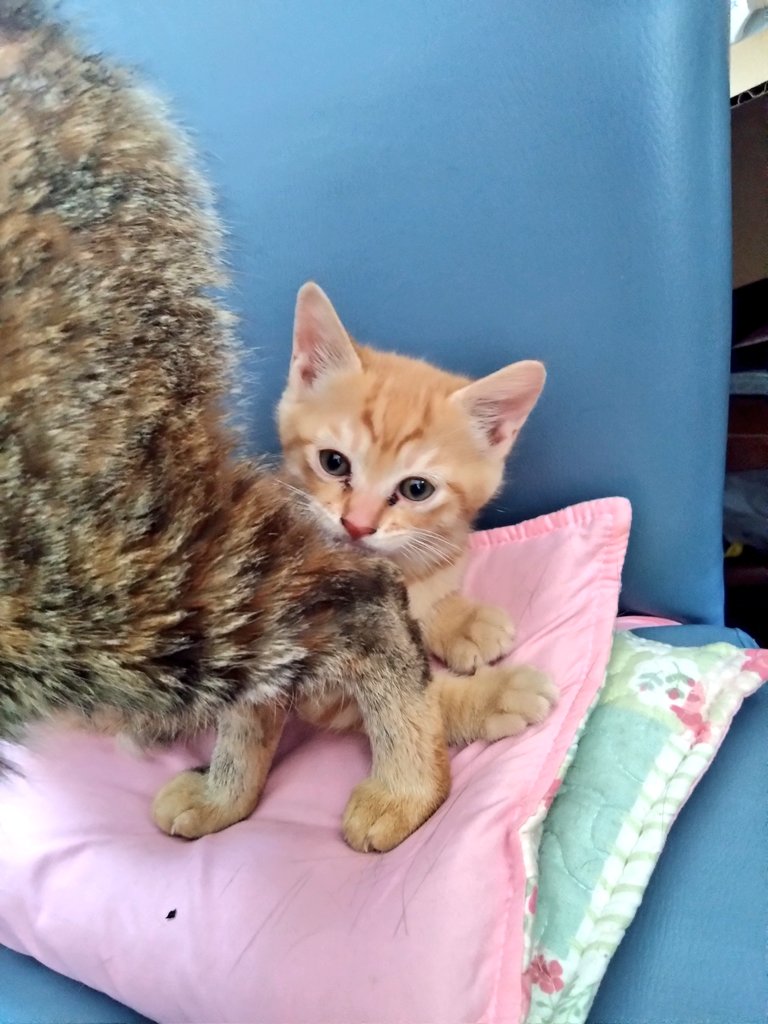6579artless's tweet photo. 実家の猫様たち…(*ΦωΦ)ｱﾊｧ…♥ https://t.co/rDaUs5SmsA