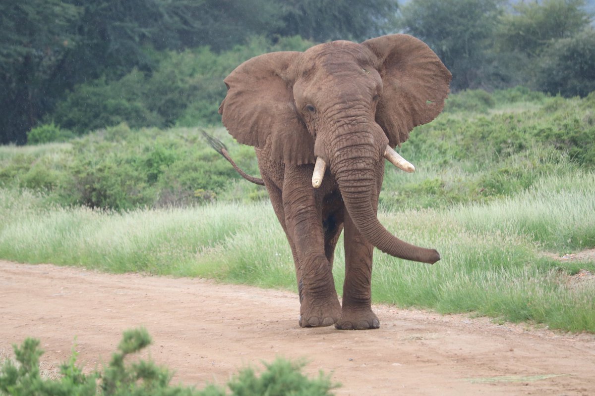 @Destinationhun1 <a href="/Lesuuda/">Naisula Lesuuda OGW</a> <a href="/magicalkenya/">Kenya Tourism Board</a> <a href="/ToskKenya/">Tour Operators Society of Kenya</a> <a href="/KAWTourism/">Kenya Association of Women in Tourism</a> <a href="/SopaLodges_/">Sopa Lodges</a> <a href="/SarovaHotelsKen/">Sarova Hotels Kenya</a> <a href="/JuneChepkemei/">June Chepkemei</a> <a href="/Lkinapet025/">Hon Lati Lelelit EGH</a> Samburu is magical, while there we learnt there is a village called Umoja which is an all-female matriarch village where no men are found except women.
#TembeaKenya #Exploresamburu