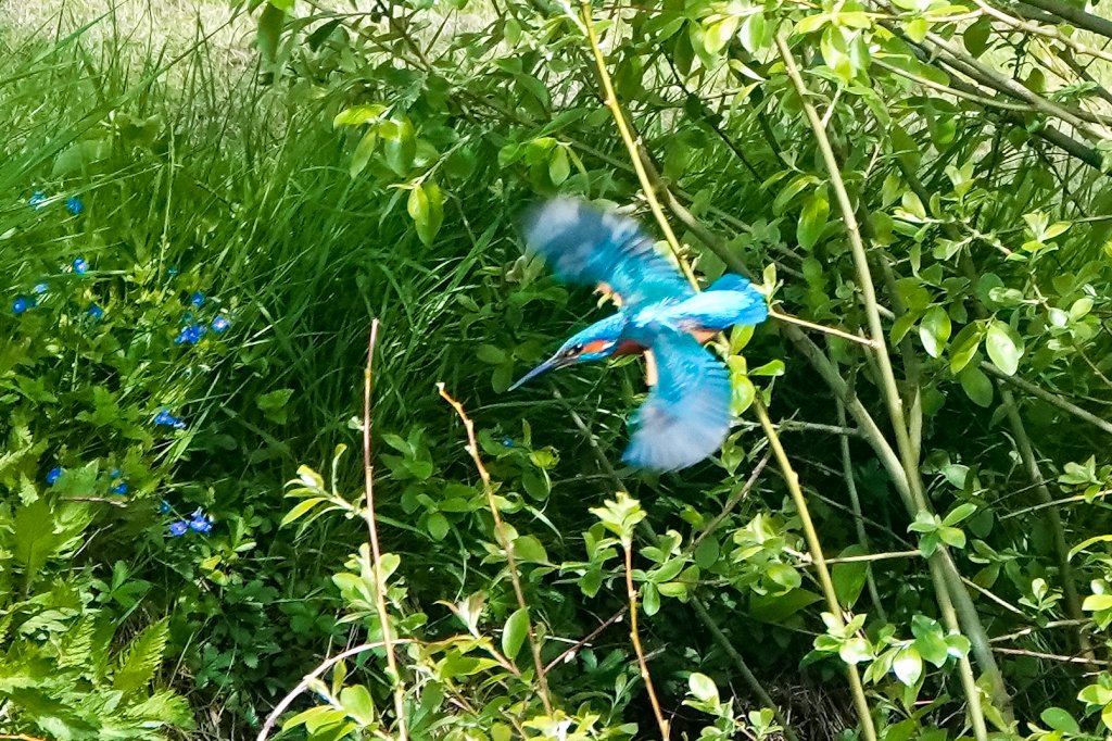 nickpennymusic's tweet photo. Coming in to land by the Nene https://t.co/t4uRbdS5Sd