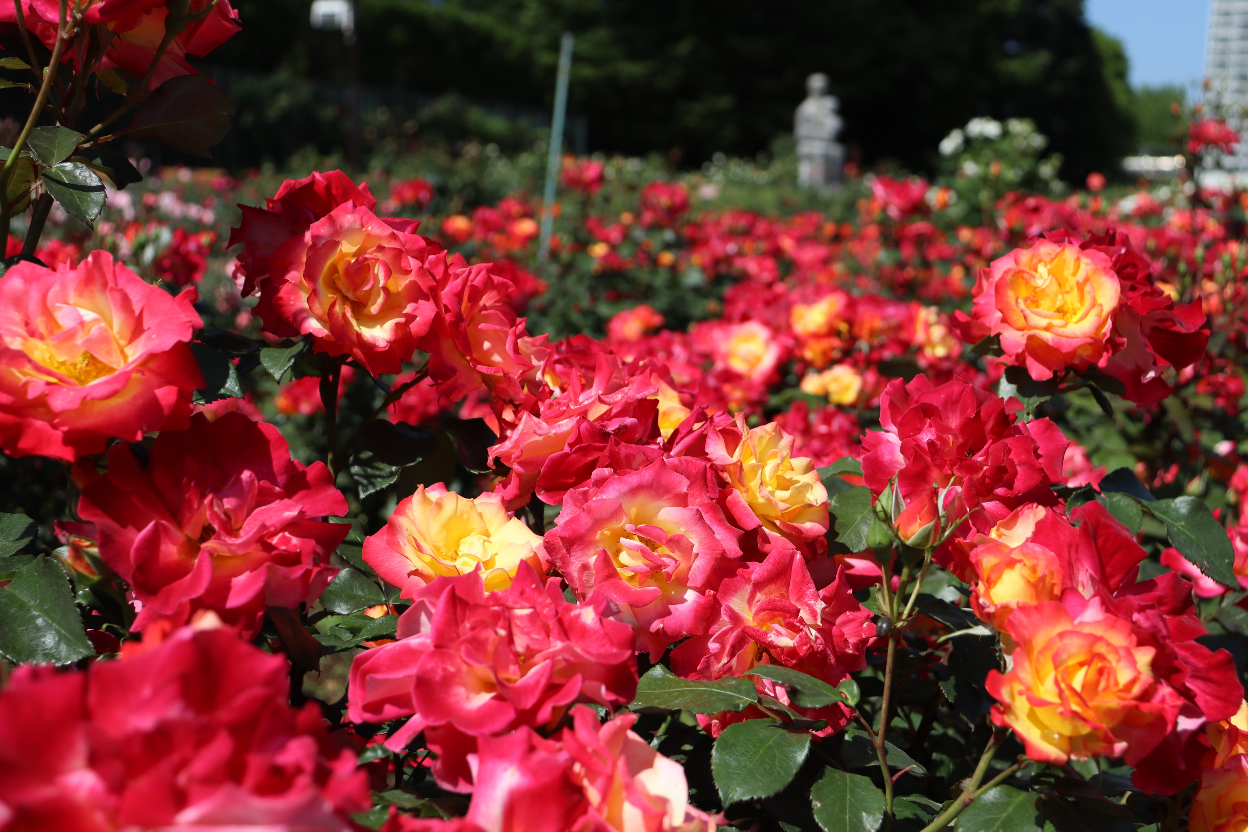 神代植物公園 【公式】 on X: 