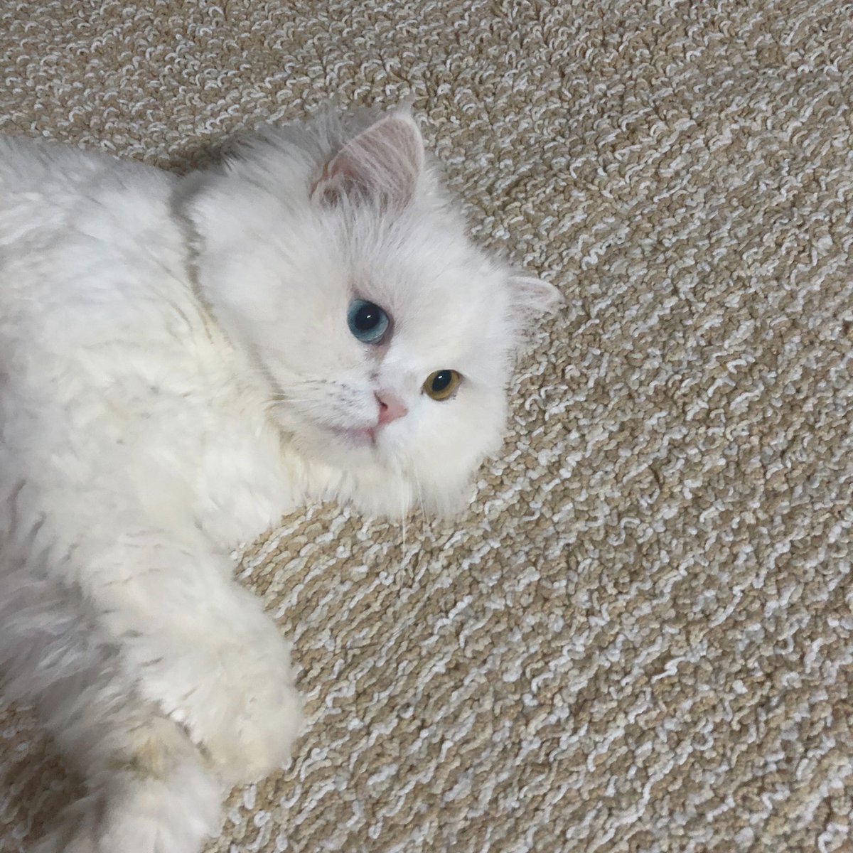 jujin1567809's tweet image. #猫 #고양이 #Cat