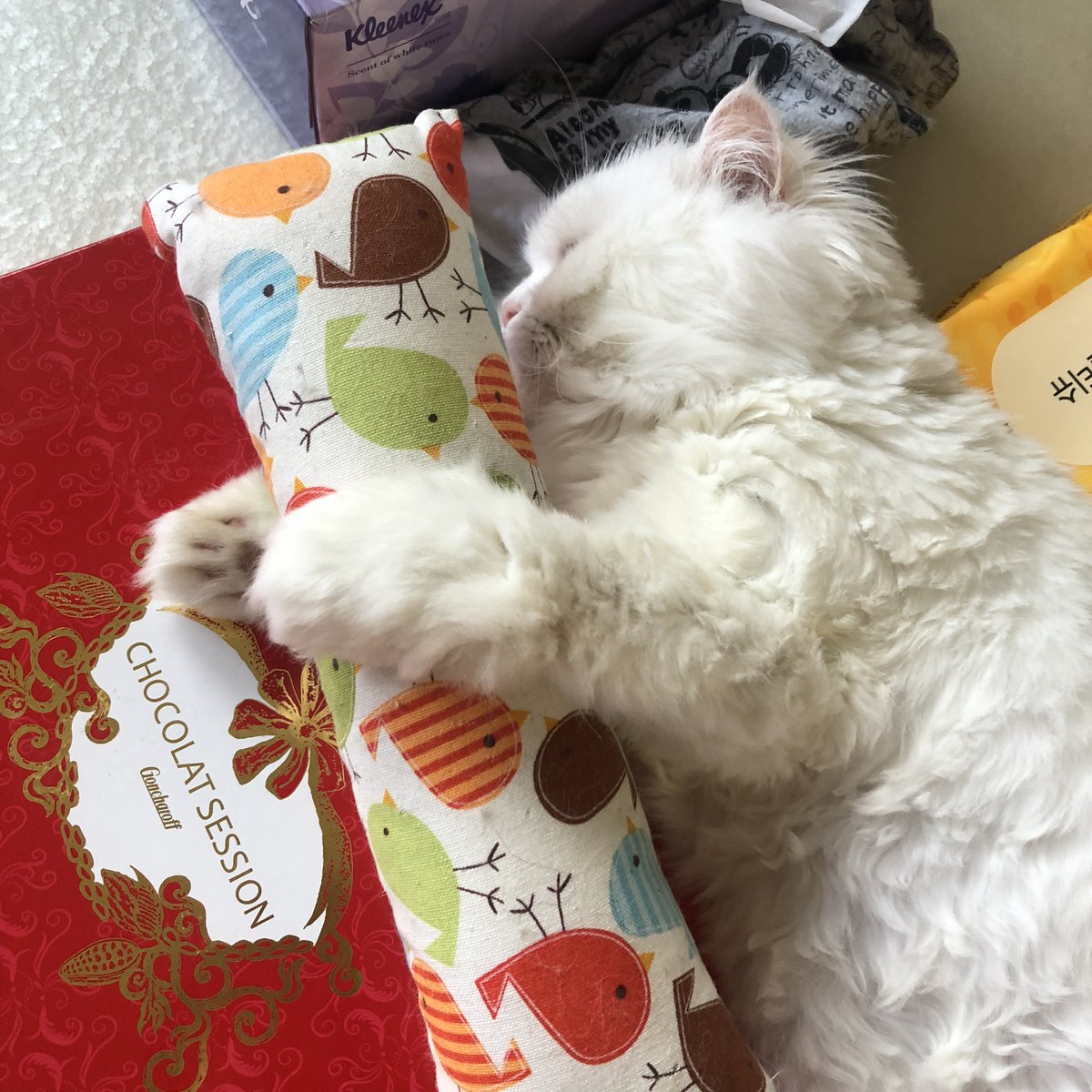 jujin1567809's tweet image. #猫 #고양이 #Cat