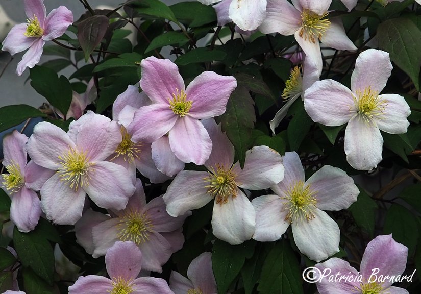 Hi everyone. A cheery sight in a garden, Clematis Montana.  Have a lovely #flowersonfriday #Flowers #nature #flowerphotography #gardening #photography #GardeningTwitter #clematis