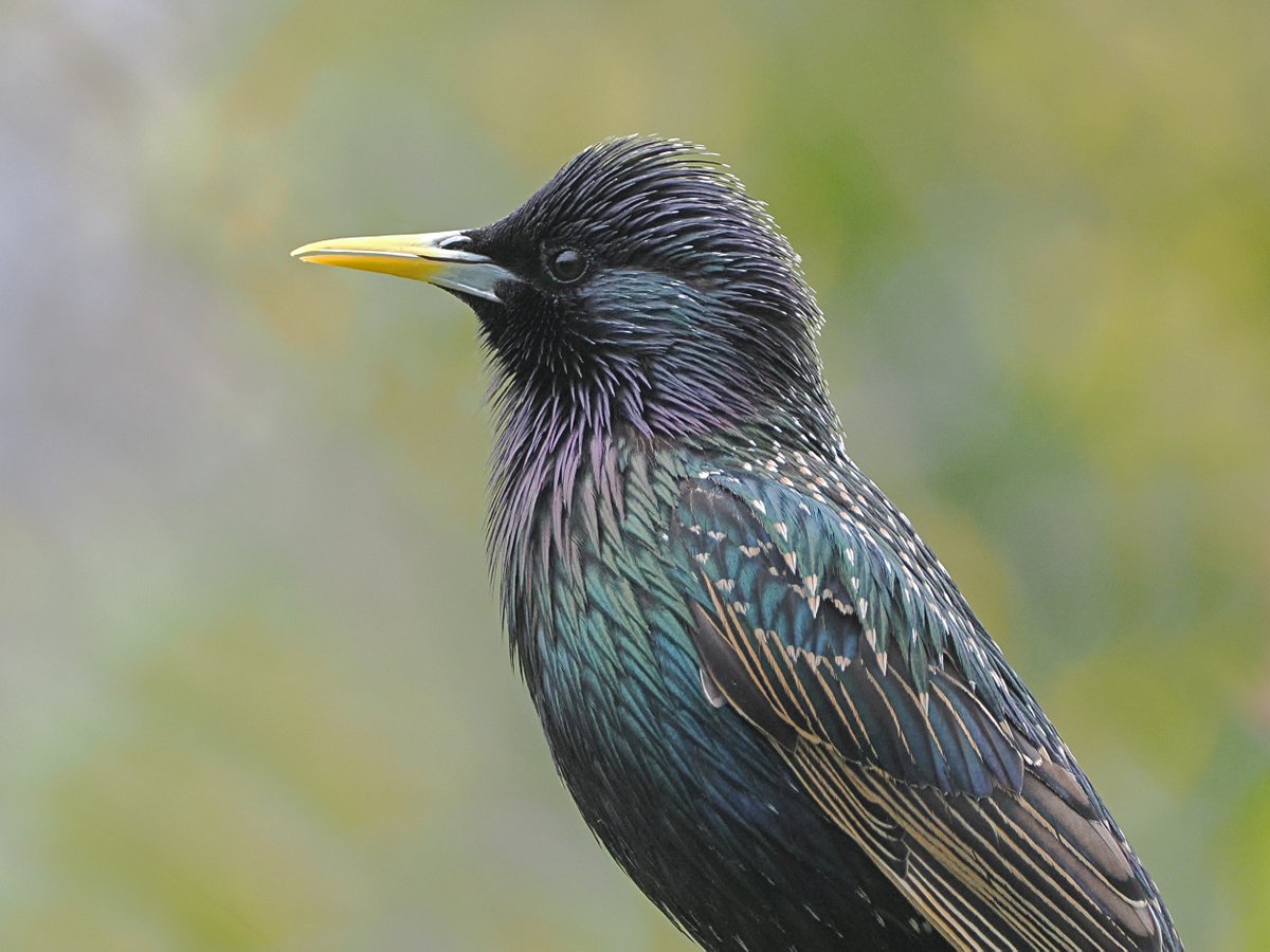 Starling - photographed 27 April 2024. #MyGardenBirdPhotography