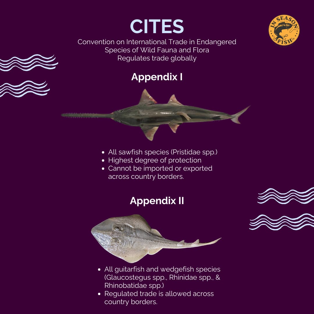 InSeasonFish's tweet photo. Is it legal to catch and sell guitarfish?
This depends on the species and the location. Internationally, wildlife trade is regulated by CITES.
#wedgefish #criticallyendangered https://t.co/fvpTfrieh6
