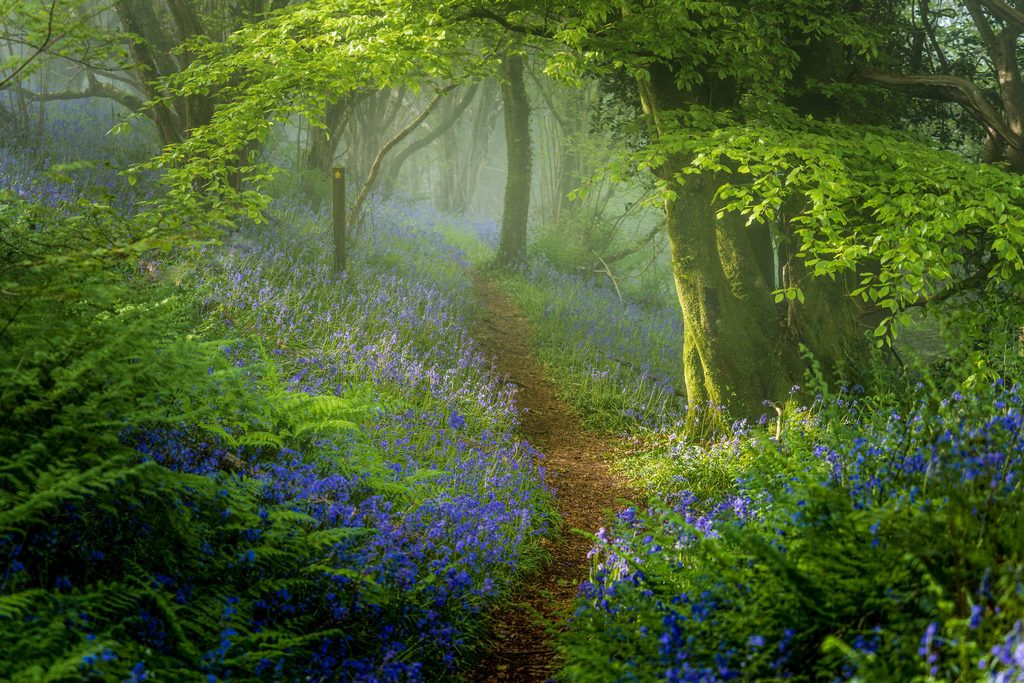 Morning! Happy Friday! As usual, with no daily photo today it's a chance to revisit the archive to help give you that #FridayFeeling! This time we're heading back to some beautiful #bluebell photos from May 2023... Which is your favourite? #Dailyphoto #dailyphotos #Friday