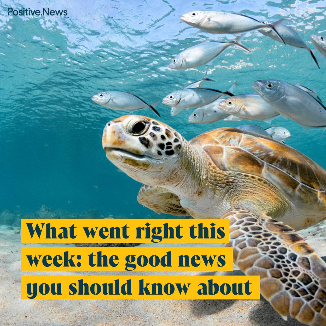 Conservation was shown to work, a ‘gamechanger’ cancer jab moved closer, and a Dutch city cancelled people’s debt, plus more good news positive.news/society/good-n…