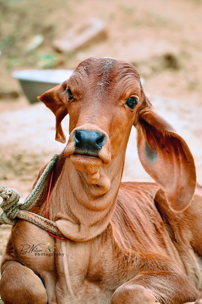 #ThePhotoHour #IndiAves #AnimalOfTheDay #photograghy