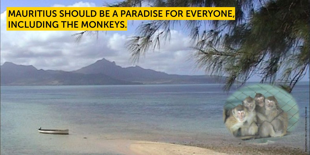 In one month - Feb 2024 - Mauritius exported 1,899 long-tailed #macaques to the USA. It is morally reprehensible that this Endangered species is persecuted & not protected. #Mauritius should be a paradise for everyone, including the #monkeys whose home the island is.
