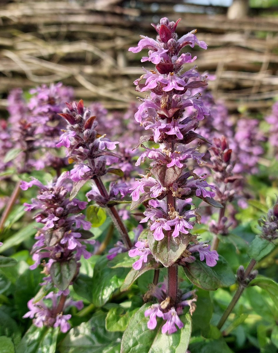 A stunning sunny day yesterday that really showed off the Ajuga reptans 'Julia'. Full of bees until I went to photograph it...

#ajuga #ajugareptans #ajugareptansjulia #peatfree #plantsforsale #mailorderplants #perfectforpollinators