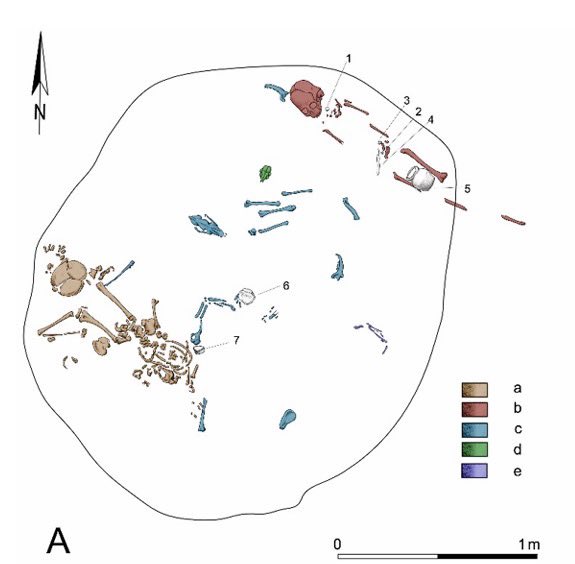 An interesting double burial from Czulice with children belonging to a Hun group displayed variation. Both were boys, but one had an altered scull, was equipped with prestigious object and displayed Asian genetic ancestry: sciencedirect.com/science/articl…