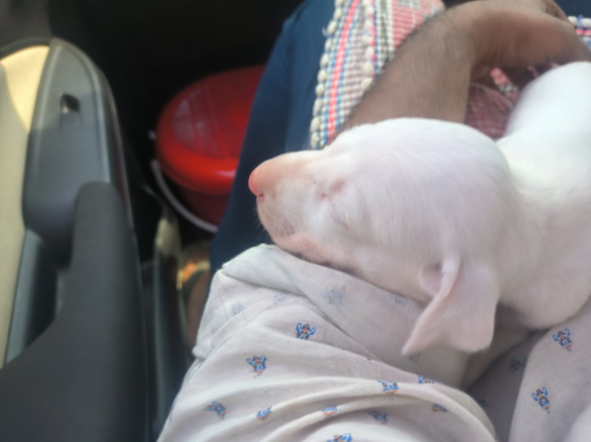 Dineshere_'s tweet photo. Bought new puppy and named Bigulu. In memory of bigulu. https://t.co/WrWjWaCXTx