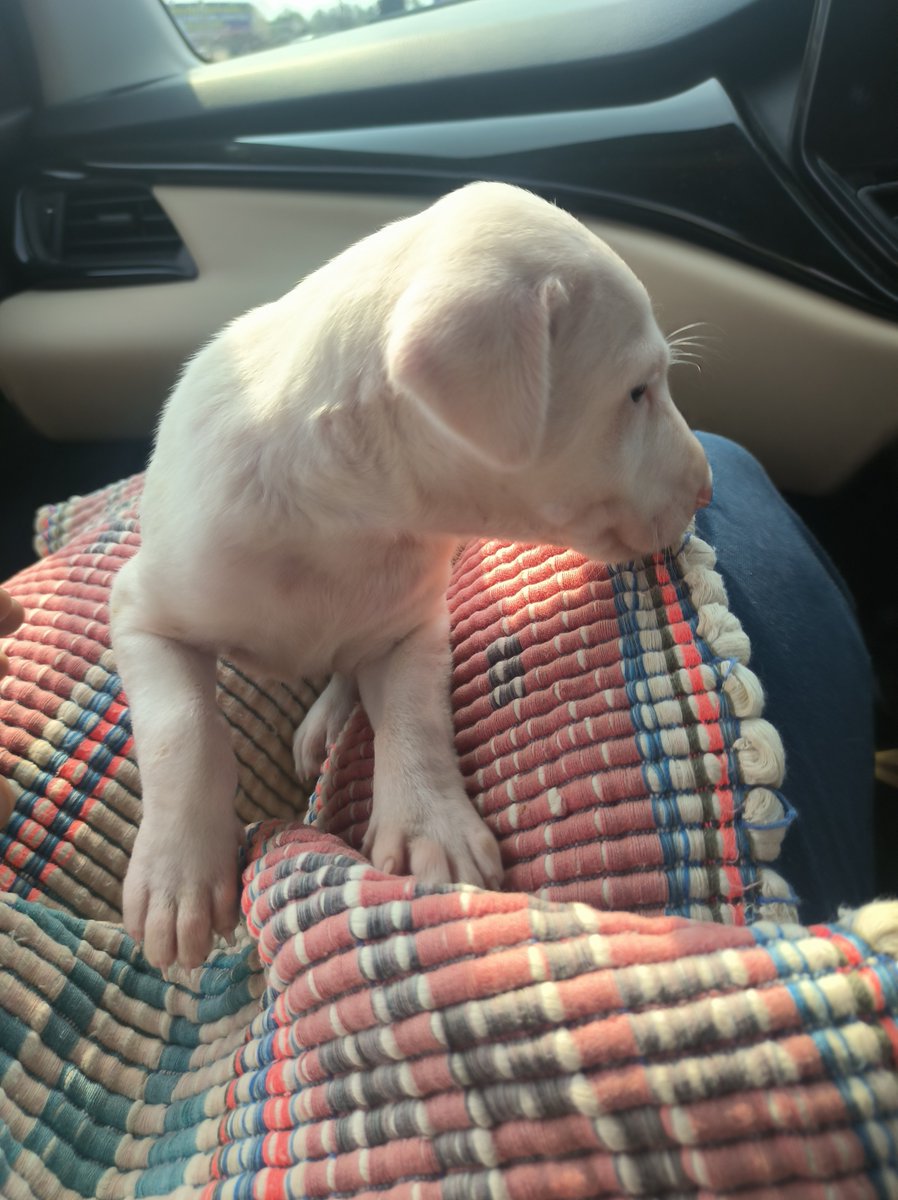Dineshere_'s tweet photo. Bought new puppy and named Bigulu. In memory of bigulu. https://t.co/WrWjWaCXTx