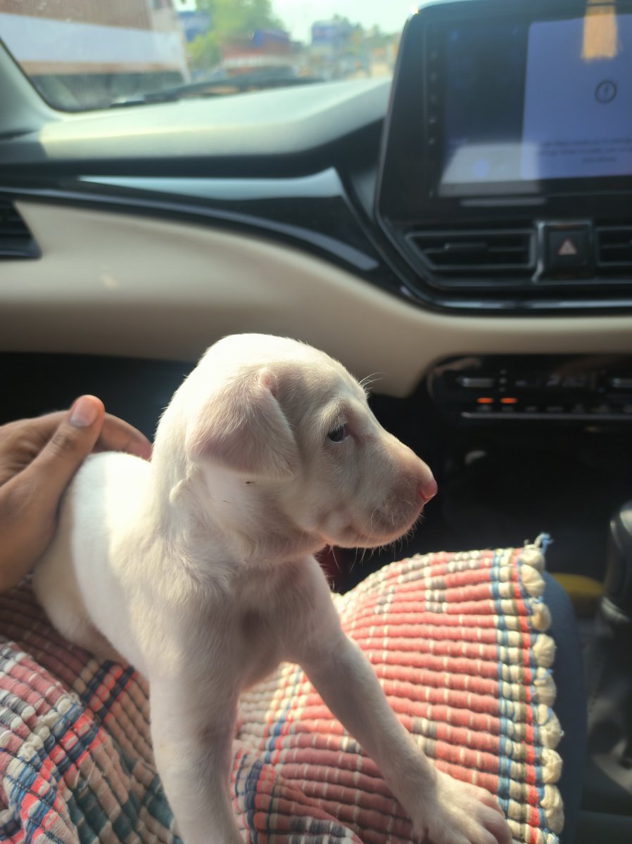 Dineshere_'s tweet photo. Bought new puppy and named Bigulu. In memory of bigulu. https://t.co/WrWjWaCXTx
