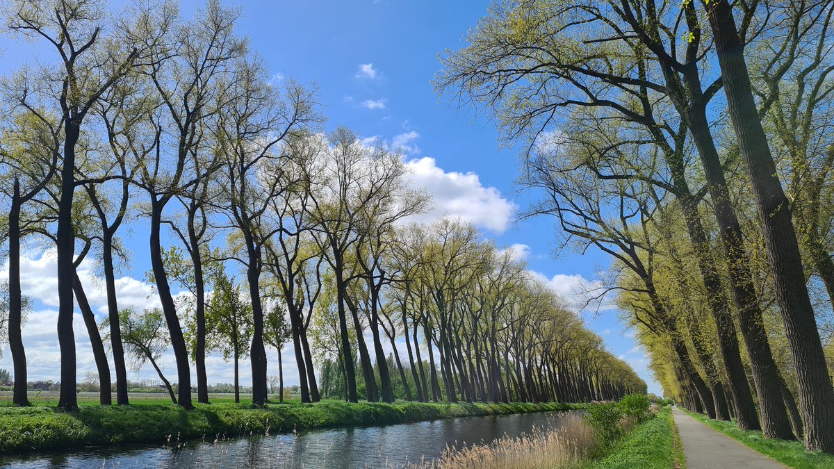 IsaVerbist's tweet image. 💚🌳Enjoy your day🌳💚
#landscapes #landscape #trees #nature #forest #woods #channel169 #photography
#TwitterNatureCommunity #ThePhotoHour #NaturePhotograhpy #photographylovers #landscapephotography #spring #PhotographyIsArt #damme #EarthDay2024 #NatureIsAmazing
