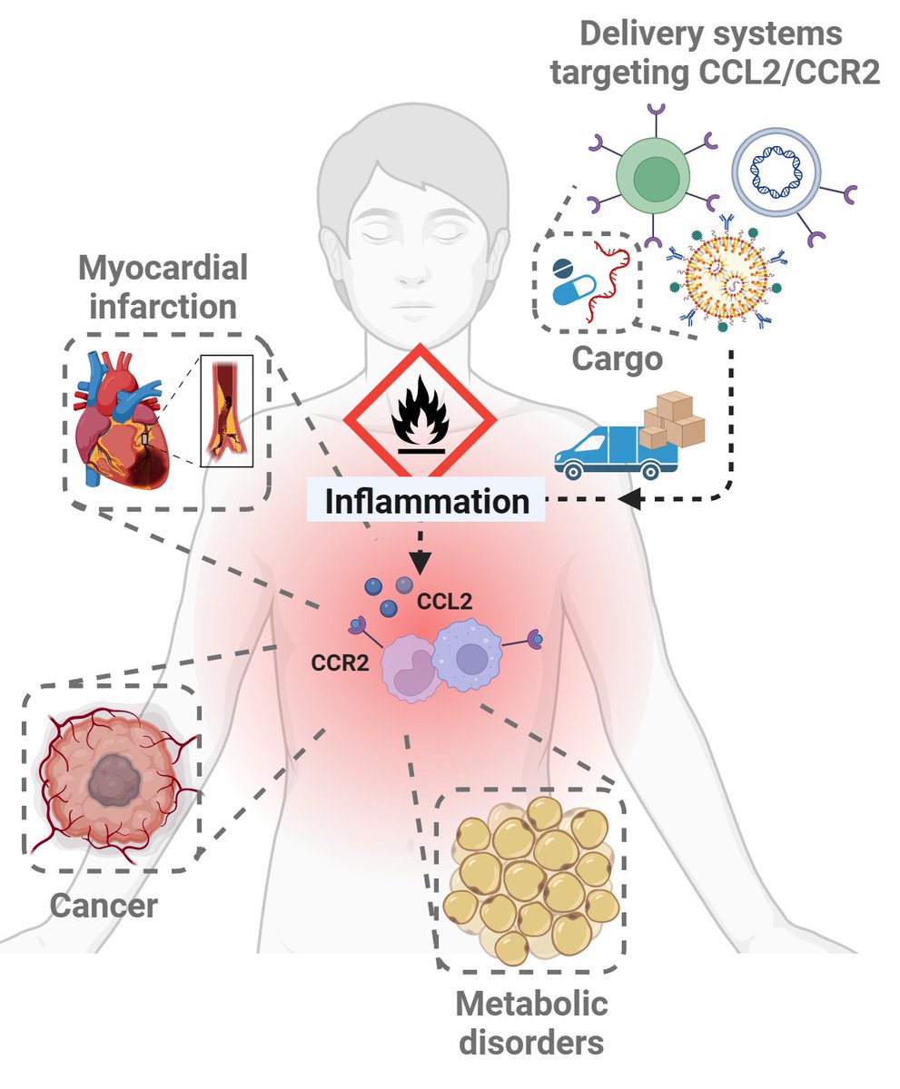 Happy to share our new Review in Advanced Drug Delivery Reviews (ADDR) on The role of CCL2/CCR2 axis in cancer and inflammation: The next frontier in nanomedicine @sabina_pozzi @ADDReditors sciencedirect.com/science/articl…