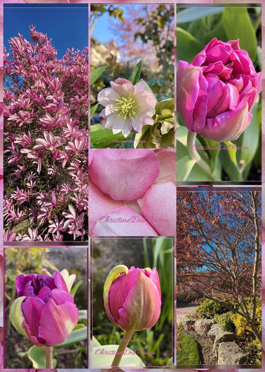 #FlowersOnFriday #PinkFriday #Love 💕 #MayFlowers 🤩 from #MyGarden Hellebores 💮, pink double flowering Tulips 🌷, Japanese Maple & pink rose 🌹 petals in centre, neighbour’s Magnolias 🌸. Wishing everyone a peaceful day, weekend & peaceful month of May 🙏🏼. All pics are mine.