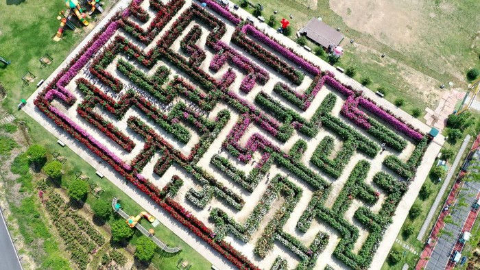 detikTravel's tweet photo. #Foto Taman bunga labirin di Dongyang menyuguhkan permainan labirin dari tanaman bunga. Taman ini dapat menjadi destinasi pilihan saat pergi ke China. Yuk, intip keindahannya!

Foto: Bao Kangxuan

>> https://t.co/0SVxkXGwuT

#detiktravel #China #TamanBunga #wisata #labirin https://t.co/jnrdeFXaJP