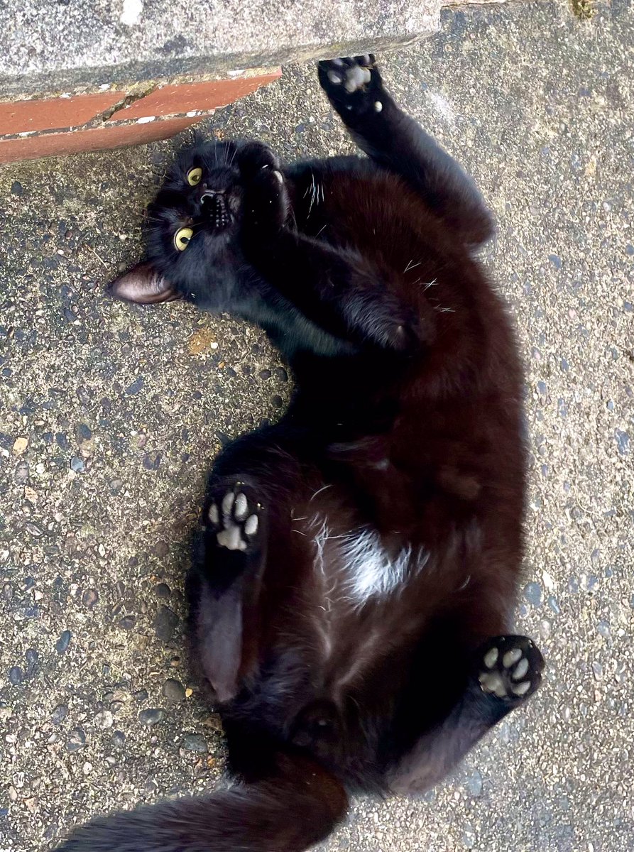 Hello….it’s panfur Jet from next door to Lenny’s hoom in England. I’m doing a jelly belly Friday! Nothing like a jelly belly in your neighbour’s garden, showing off a bit of white fur 😺 Have a lovely Friday 😻 #Hedgewatch #JellyBellyFriday #CatsOnTwitter #CatsOnX #Panfur