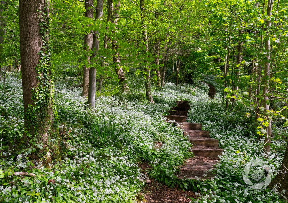 A walk in the woods - masses of wild garlic border a winding footpath near Coalport Bridge in the Severn Gorge. This is Sutton Wood, a 70-acre site that I have only just discovered after driving past on many occasions with no idea what was just metres from the road. #Shropshire