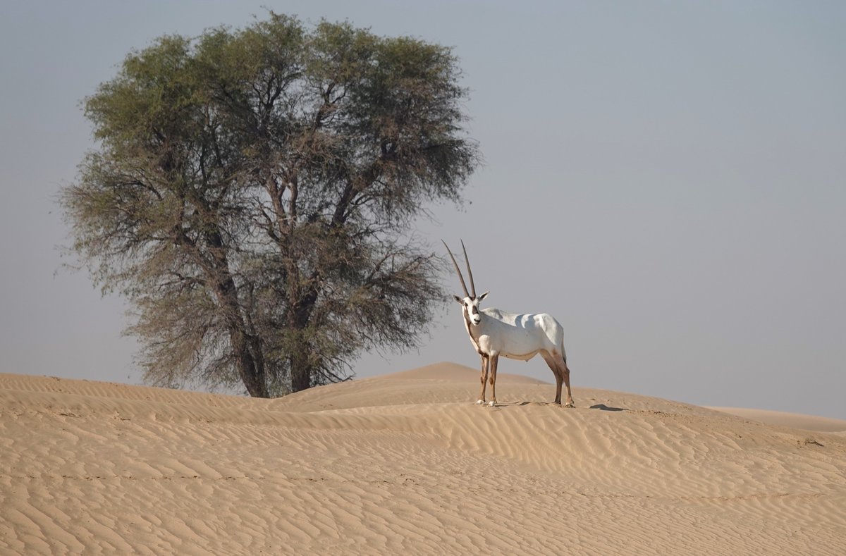 What do you do when you are unexpectedly stranded in Dubai? You find a friend with a 4x4 and go birding in the desert, huge thanks to Gary Burns for a great day! #birds #birding #desert #Dubai