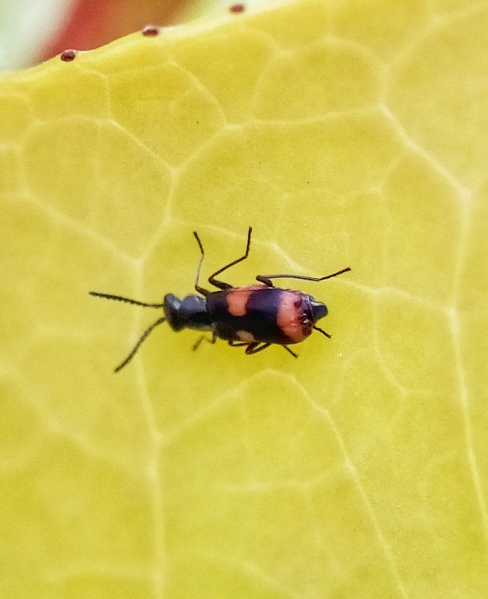 Two funky beetles in the last 24hrs: Ptinus sexpunctatus & Anthocomus fasciatus 🐞💚🍃