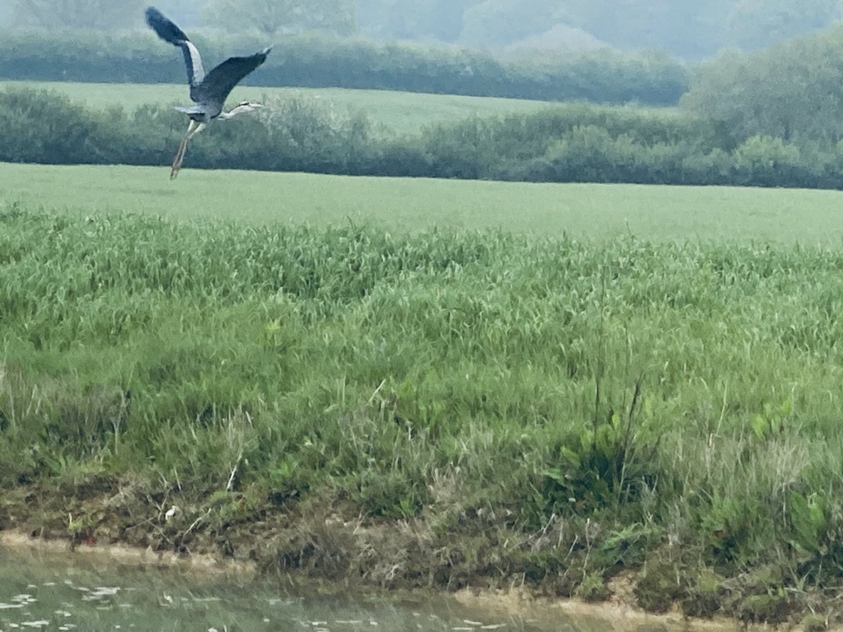 Used to be unusual to see a heron now plenty about every day. Must be loving of frogs as these new settlement ponds don’t have fish. Plenty of food for every bird shows how well the farmed environment works #farming #foodproduction