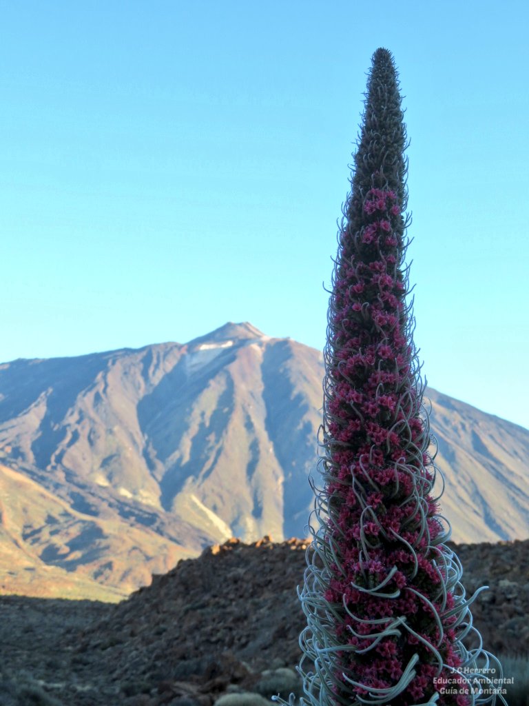 Tajinastes a punto de caramelo 💚 comienza la época de 'agudizar' los sentidos en el Parque Nacional del Teide 🙌

#ParqueNacionaldelTeide #Teide #Tajinaste #Echiumwildpretii #GuíaPNTeide #GuíadeMontaña #EducadorAmbiental