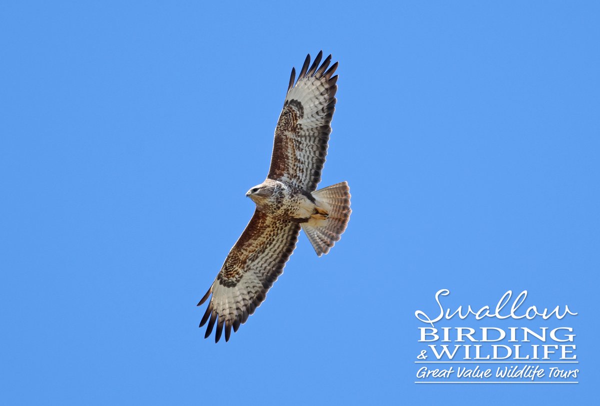 Lots of raptors seen during our tour to the Isle of Mull including GOLDEN & WHITE-TAILED EAGLES, HEN HARRIER & COMMON BUZZARD. #BirdsSeenIn2024 #scotland #birding #BirdsOfTwitter @Float_photo