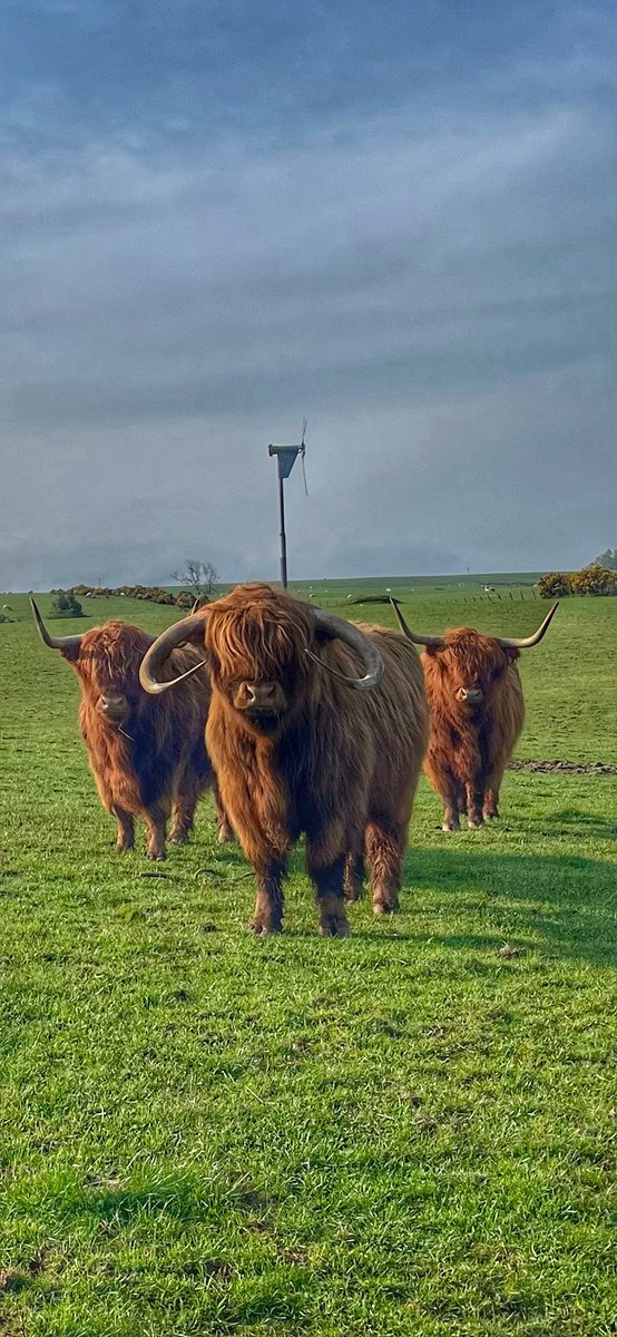 Magnificence 

Powered by wind energy 

#arnbegfarmstayscotland #highlandcows