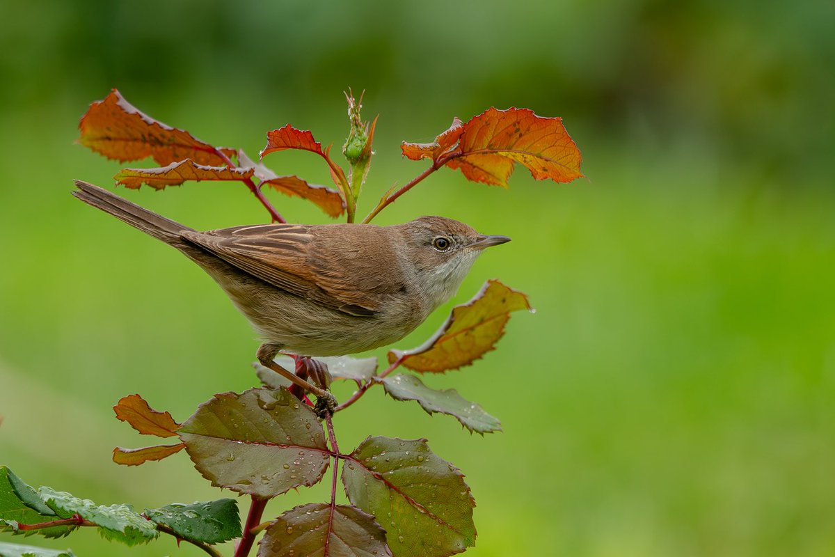 Ağaç kamışçını bulmaya gidiyorum, onu bulana kadar sizle Akgerdanlı Ötleğen paylaşıyorum. 

#HangiTür #birdwatching #wildlifephotography #nikonphotography #yabanistanbulb