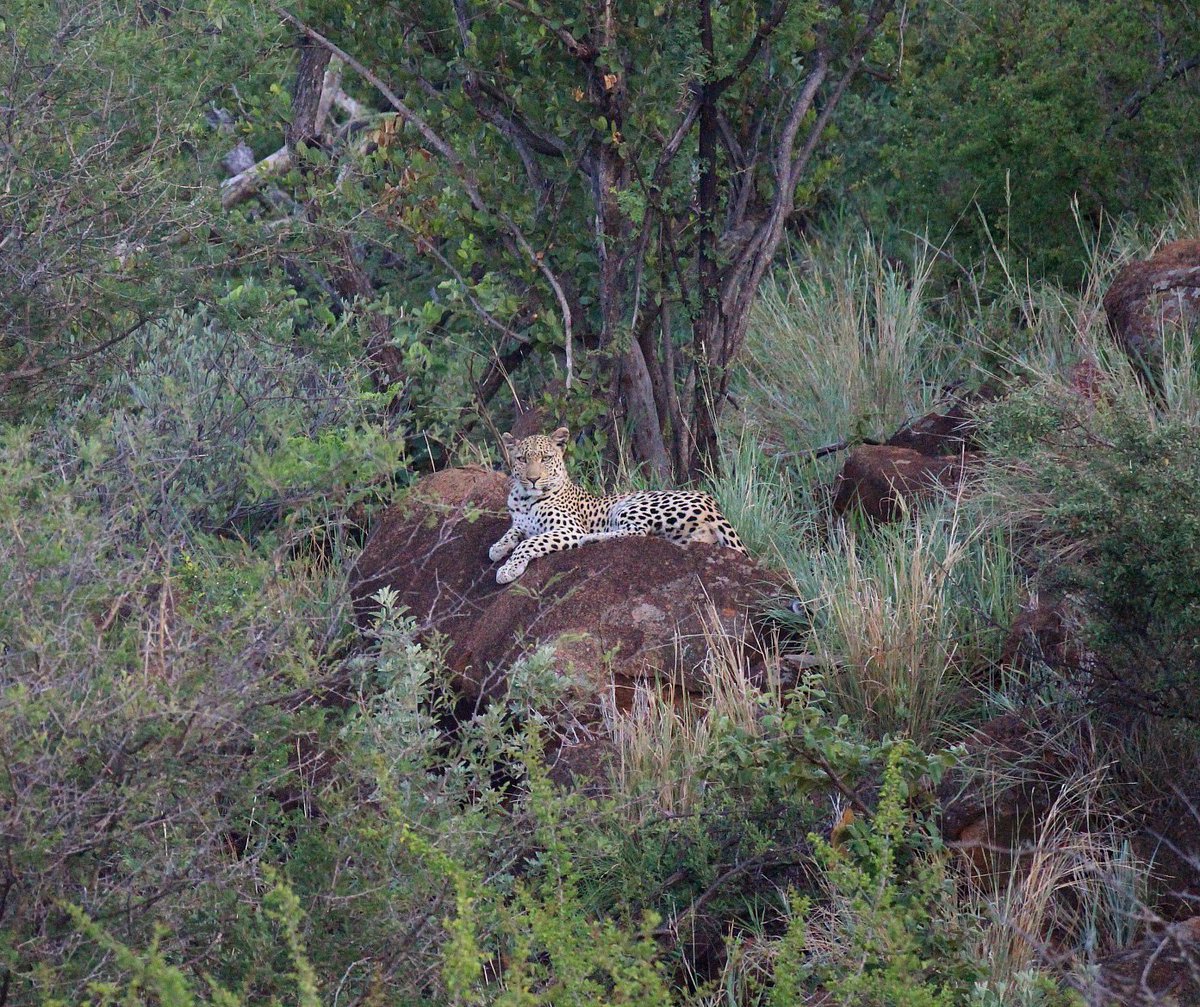 ..
🥁 Just because it’s:

🐆 “International Leopard Day.” 🐆

📸 My own.
🇿🇦 #MadikweGameReserve 
🐆 #InternationalLeopardDay