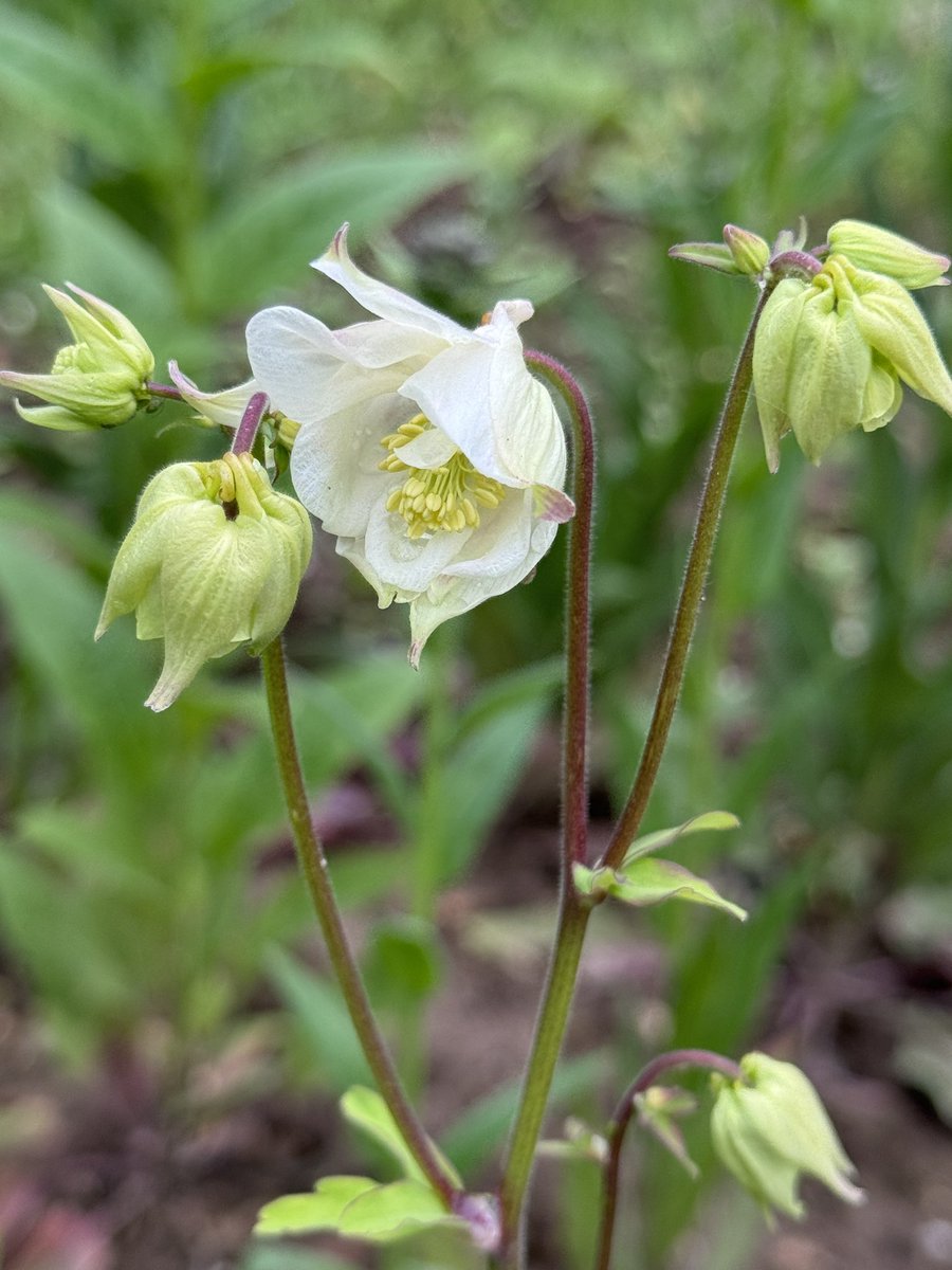 Good morning. Aquilegia showing off!  A lovely off white colour. Quite easy to grow from seed then readily self seeds 💚
Enjoy your day 🌱☀️🌱