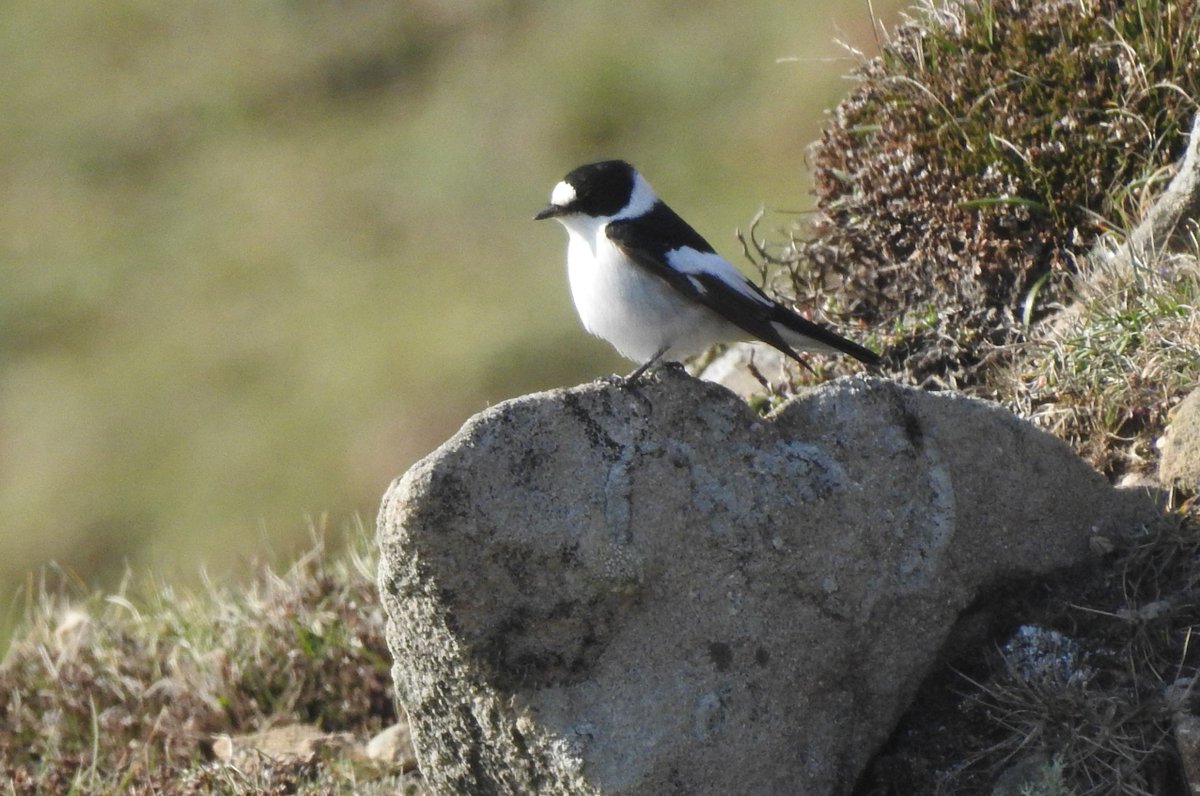 FI_Obs's tweet image. A spring fall made from the fabric of Fair Isle legend.
Yesterday's record-setting numbers and arrivals now on the website: fairislebirdobs.co.uk/latest_sightin…