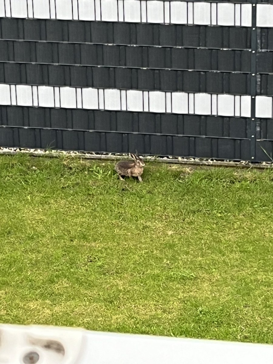 Ich habe heute Morgen ein Kaninchen im Garten gehabt 🐰