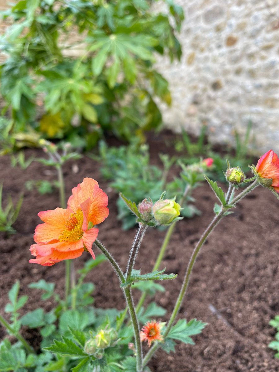 Good to see colour and promise already emerging for the season ahead in the Cotswold garden where our design and build project is nearing completion. 

#gardening #gardendesigner