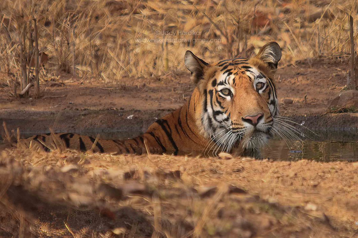 EYES - windows to the soul

Tadoba diaries - Madhuri

#TwitterNatureCommunity 
#IndiAves #NatureBeauty #nikonphotography #ThePhotoHour 
#nature_perfection #natgeowild #natgeoindia #EarthCapture #wildlifeiG #Nikon #tadoba #eye #tiger