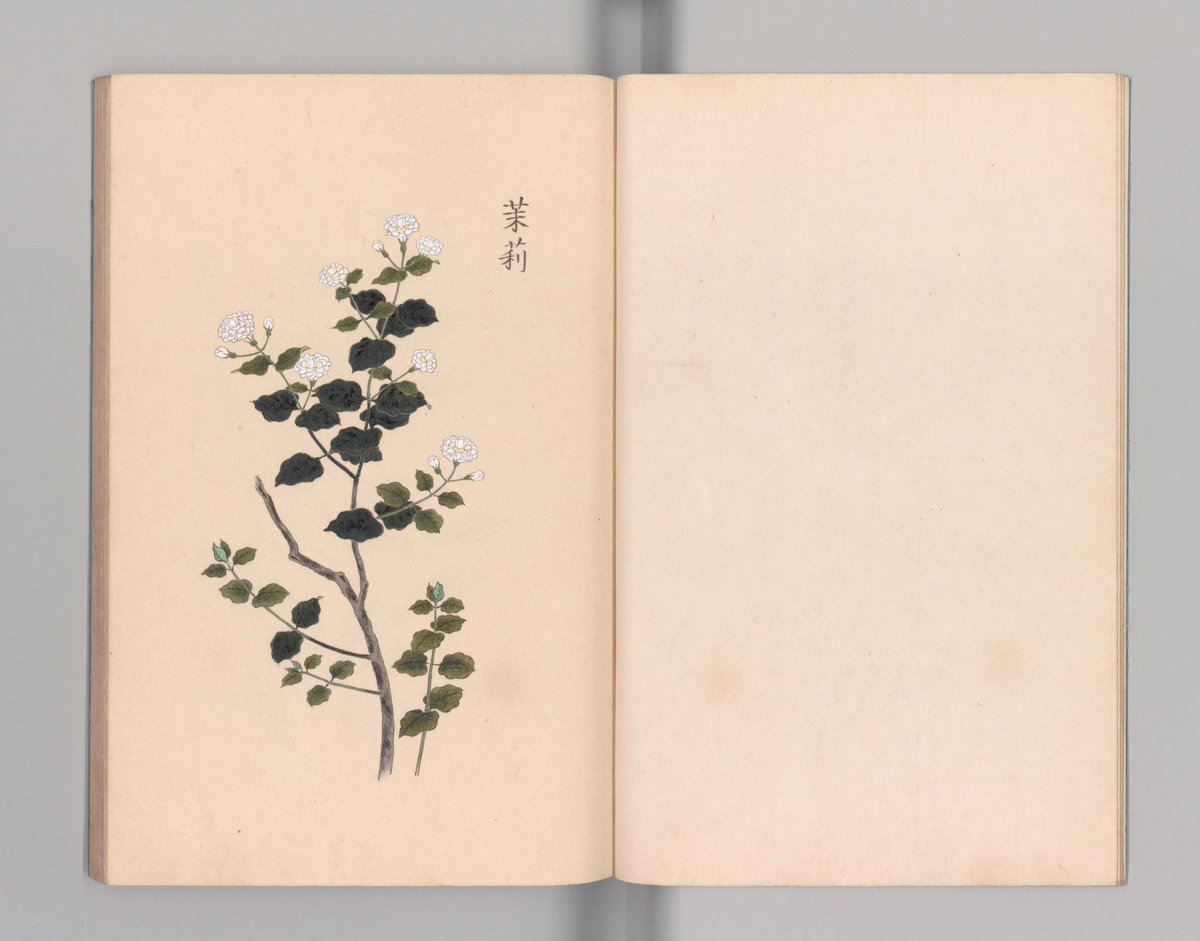 今日(5/4)は、みどりの日。5月は新緑が美しい季節ですね。これにちなんで、植物の図をご紹介。画像は、旗本戸田祐之から幕府に献上された薬草図集「庶物類纂図翼」より茉莉（茉莉花、ジャスミン）の図です。digital.archives.go.jp/img/2537745/5