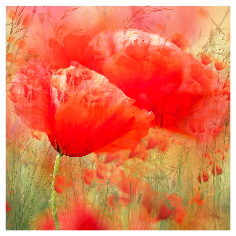 Poppies. In a local field, last year.