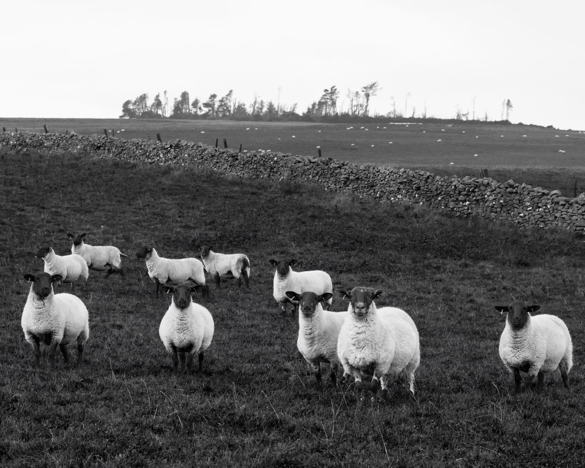 Interested Sheep, Abbey St. Bathans, Scottish Borders, October 2023.

#scotland #scottishborders #sheep