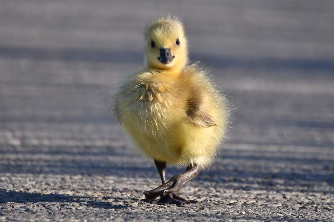 Canada Goose Gosling 
Bude Cornwall 〓〓 
#wildlife #nature #lovebude 
#bude #Cornwall #Kernow #wildlifephotography #birdwatching
#BirdsOfTwitter
#TwitterNatureCommunity
#CanadaGeese #Gosling
