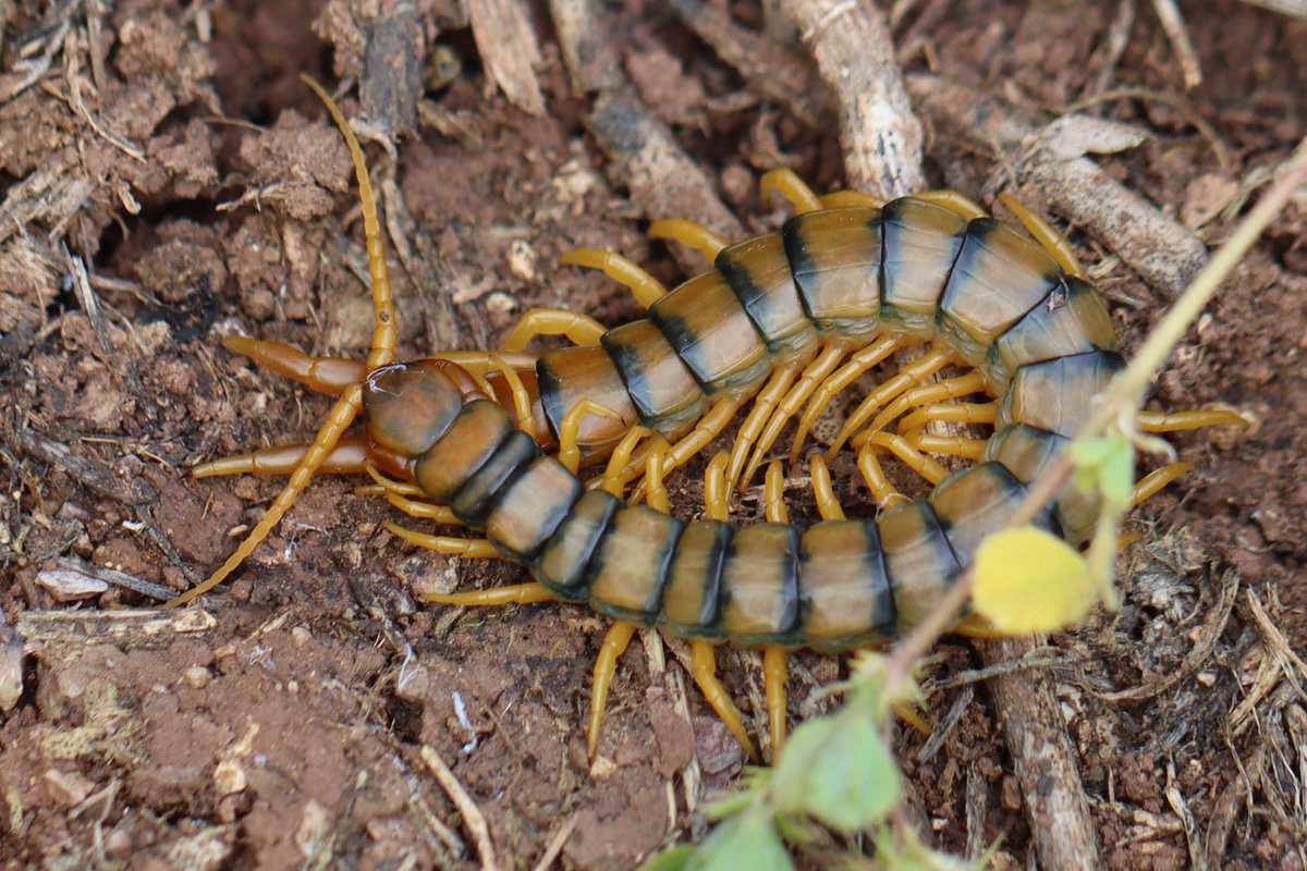 La escolopendra - Scolopendra cingulata

The Megarian banded centipede or the Mediterranean banded centipede

One of the two Scolopendras found here in Southern Spain. Venomous but more ouchy rather than 'oh dear...better sort out my affairs..'

#FincaLaDonaria #Spain #nature