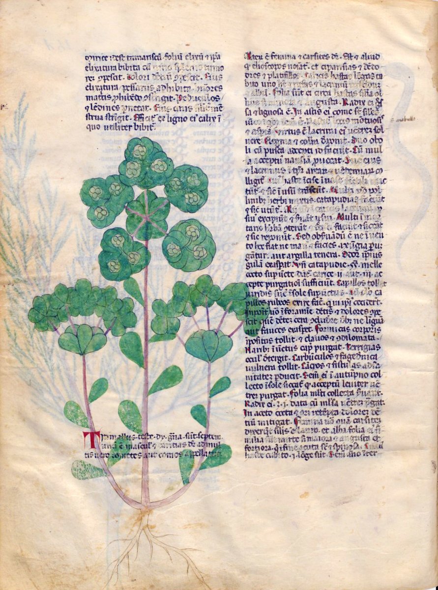 History of Botany and Ethnobotany 7:

Selection of simples, c. 1350

from Lodovico de Monte Imperiali, 'Liber de herbis et plantis', MS Latin 6823, ff. 1r, 3r, f 134v, BnF - Bibliothèque nationale de France (BNF), Paris.

#csmbr #medicalhistory