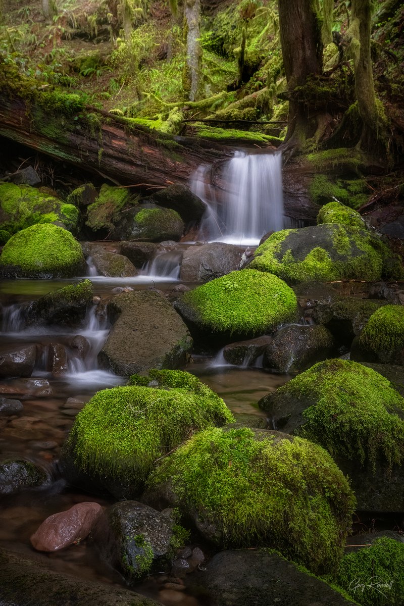 It's creek and moss season here in Oregon #oregon #photography #landscapephotography #forest #forestphotography #moss #creeks #pacificnorthwest #pnw #nikon #tamron #singhrayfilters