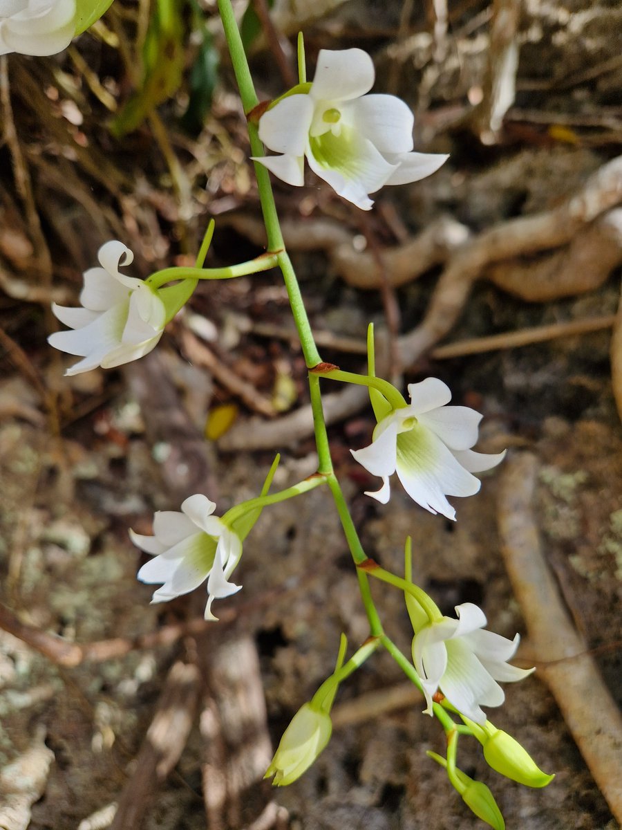 POTD – Sobennikoffia poissoniana (IUCN EN), #Asparagales, #Orchidaceae, epiphytic orchid endemic to  #Madagascar, observed in the dry forest managed by the local community in Cap d'Ambre. @WestonFdn